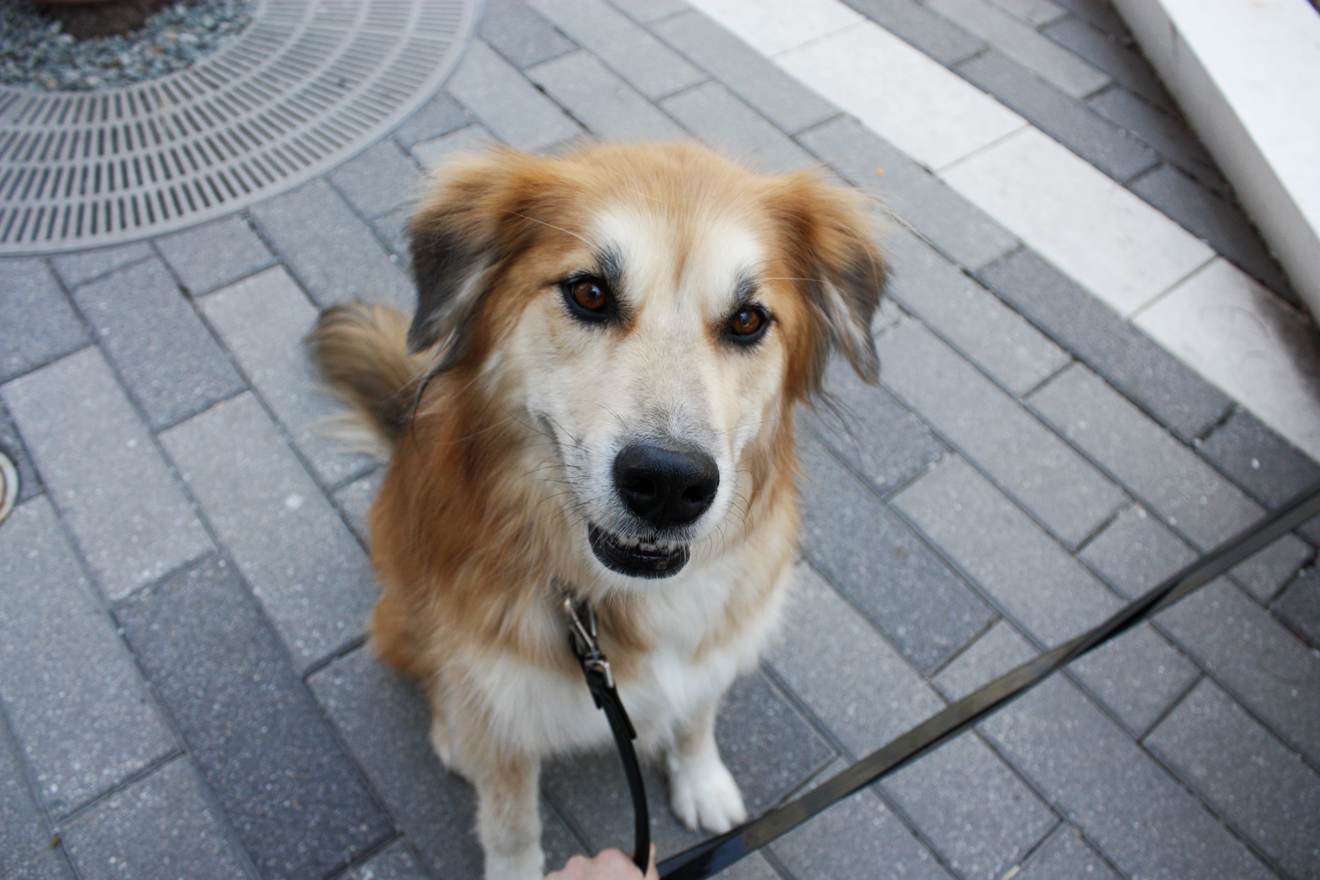 Seaport Pups 3